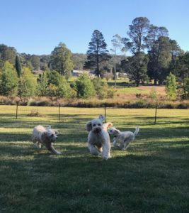 Oodles of oodles living it up at Bowral Dog Park!