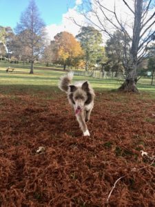 Border Collie Mickey loving the freedom of Moss Vale Dog Park