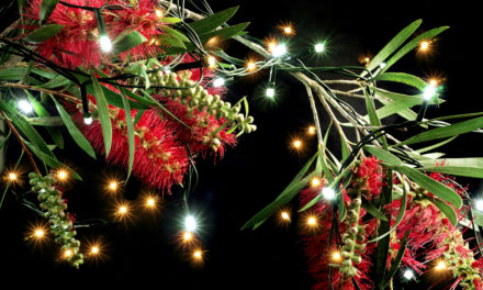 Christmas Happenings In The Southern Highlands