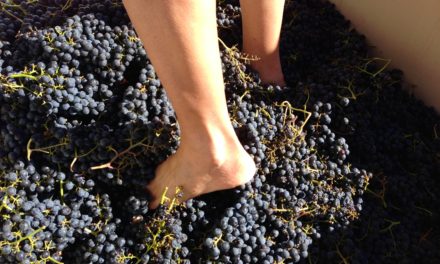 Grape Stomping at Tractorless Vineyards